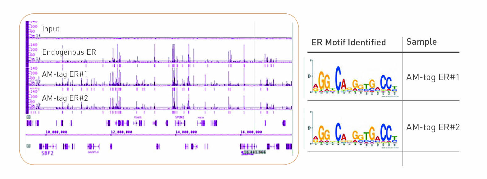 Tag-ChIP-IT with Estrogen Receptor